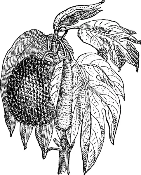 Jaca Artocarpus Heterophyllus Ilustración Grabada Vintage Diccionario Palabras Cosas Larive — Vector de stock