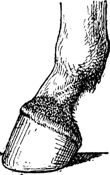 Javart 形成脚下的马 复古刻图 单词和事 Larive 和弗洛瑞 1895年的字典 — 图库矢量图片