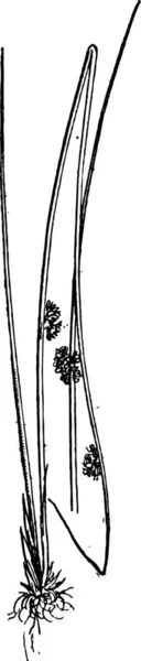 Juncus Conglomeratus Oder Kompakter Rausch Gravierte Illustration Wörterbuch Der Wörter — Stockvektor