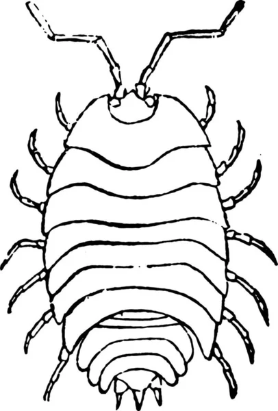 Schwarz Weiße Zeichnung Einer Spinne — Stockvektor