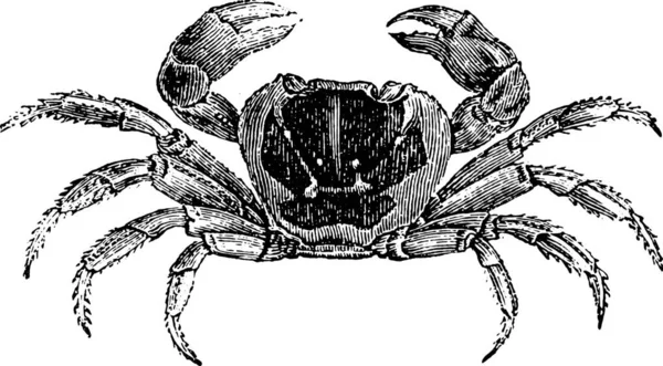 Gecarcinus Land Crab Vintage Engraved Illustration Natural History Animals 1880 — Stock Vector