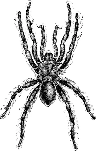 Чорно Біла Ілюстрація Павука — стоковий вектор