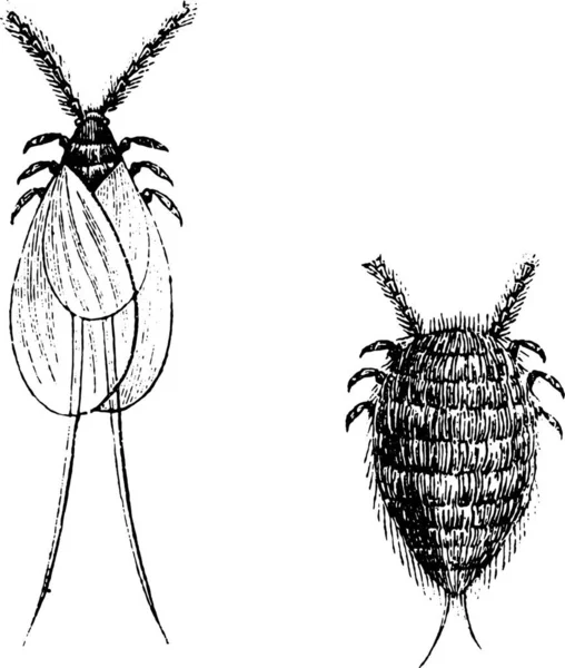 Illustration Eines Schwarz Weiß Bildes Eines Käfers — Stockvektor