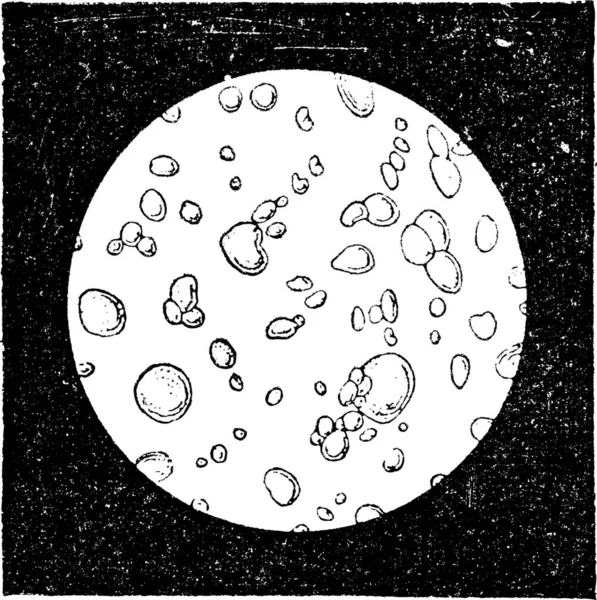 純粋なミルクは ヴィンテージの刻まれた図は顕微鏡で見る 辞書の単語と物事を Larive 1895 — ストックベクタ