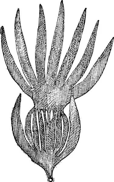 Kelp Laminaria 고전적 단어와 사물에 Larive Fleury 1895 — 스톡 벡터