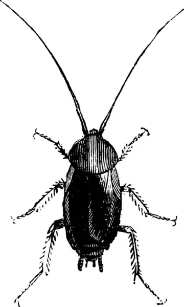 Schwarze Kakerlake Auf Weißem Hintergrund — Stockvektor