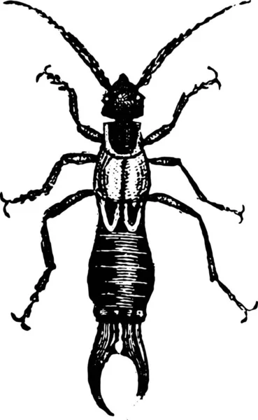 Vektorová Ilustrace Ikony Hmyzu — Stockový vektor