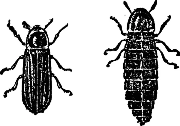 Firefly Veya Lampyridae Vintage Şekil Kazınmış Sözlük Kelimeler Şeyler Larive — Stok Vektör