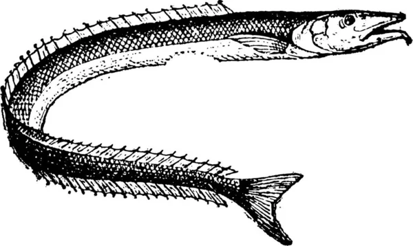 Lancetfish Veya Alepisaurus Vintage Şekil Kazınmış Sözlük Kelimeler Şeyler Larive — Stok Vektör