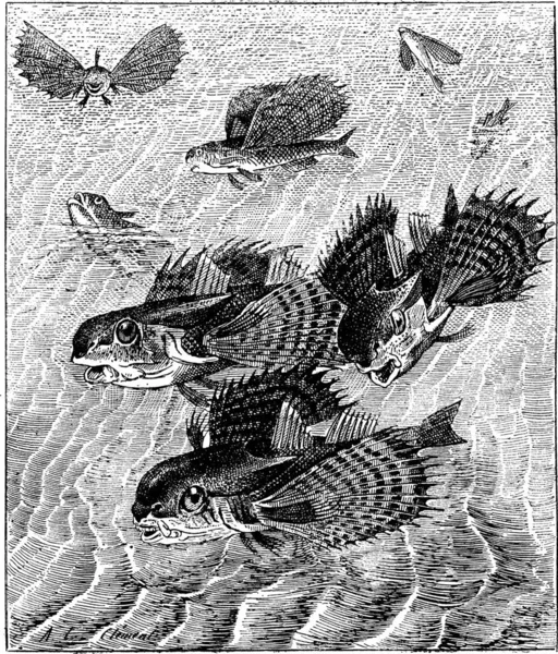飞格纳兹或 Dactylopterus Volitans 复古刻的插图 单词和事 Larive 和弗洛瑞 1895年的字典 — 图库矢量图片