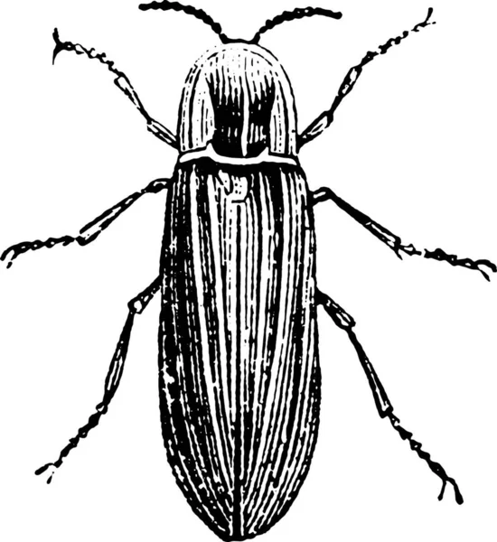 Illustration Eines Schwarz Weiß Bildes Eines Käfers — Stockvektor