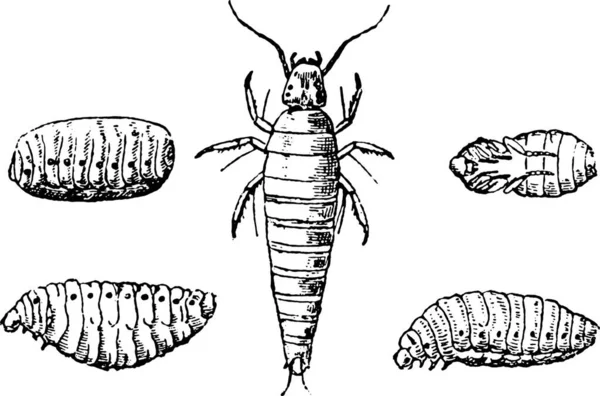 Hmyzí Larvy Nymfy Známo Vintage Ryté Ilustrace Přírodní Historie Zvířat — Stockový vektor