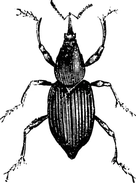 Чорно Білий Малюнок Жука — стоковий вектор