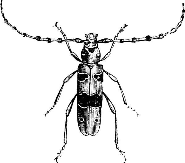 Vektorové Znázornění Hmyzu Symbolu Volně Žijící Zvěře Sbírka Brouků Elementů — Stockový vektor