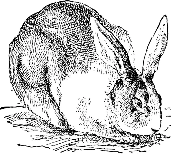 Векторная Иллюстрация Черно Белого Изображения Молодого Кролика — стоковый вектор