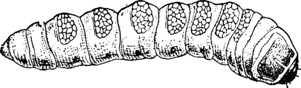 Grande Besouro Capricórnio Cerdo Cerambyx Mostrando Larva Ilustração Gravada Vintage —  Vetores de Stock