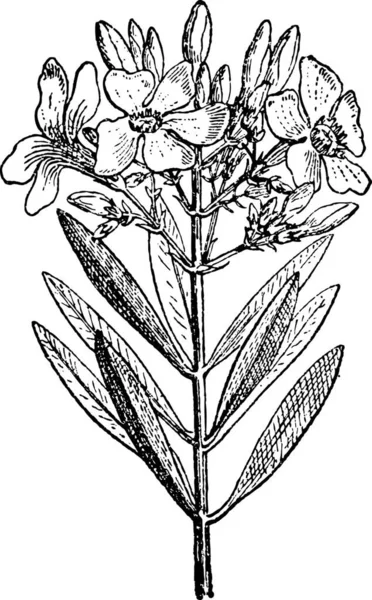 Oleander Nerium Oleander Vintage Engraved Illustration Dictionary Words Things Larive — Stock Vector
