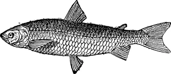 European Whitefish Coregonus Lavaretus Ilustración Grabada Vintage Diccionario Palabras Cosas — Archivo Imágenes Vectoriales