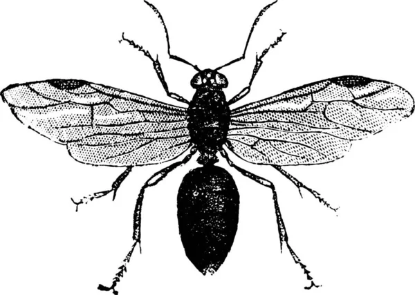 Böcek Hayvanların Vektör Çizimi Böcek Koleksiyonu Için Stok Sembolü Çizimi — Stok Vektör