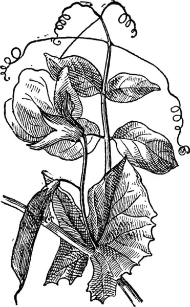 エンドウ豆またはエンドウ Sativum ビンテージ図を刻まれています 辞書の単語と物事を Larive 1895 — ストックベクタ