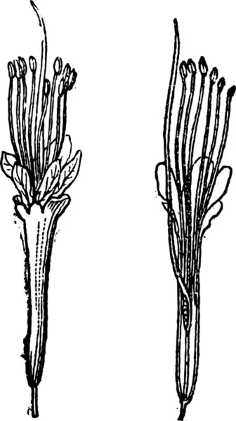 可亲或 Parkia Biglobosa 显示花卉和花卉截面 复古刻的插图 单词和事 Larive 和弗洛瑞 1895年的字典 — 图库矢量图片