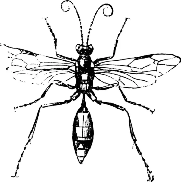 Bir Sivrisineğin Siyah Beyaz Çiziminin Çizimi — Stok Vektör