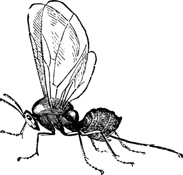 Schwarz Weiße Zeichnung Einer Fliege — Stockvektor