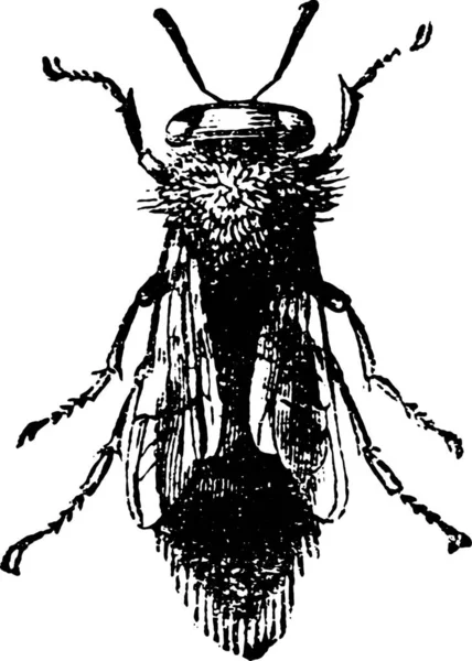 甲虫的黑白图解 — 图库矢量图片