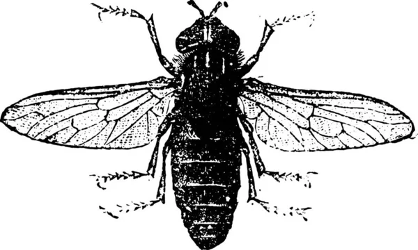 Ілюстрація Чорно Білої Картини Комахи — стоковий вектор