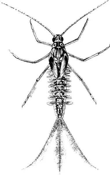 Dayfly ビンテージの刻まれた図の幼虫の拡大表示 — ストックベクタ
