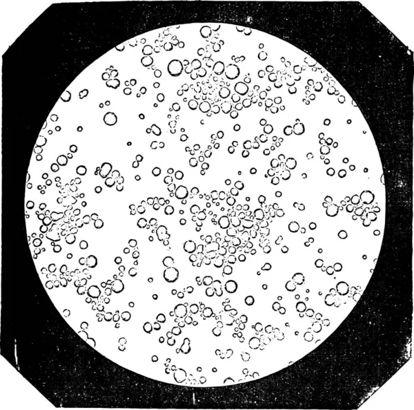 女の乳 ビンテージの刻まれた図の薄い円盤 — ストックベクタ