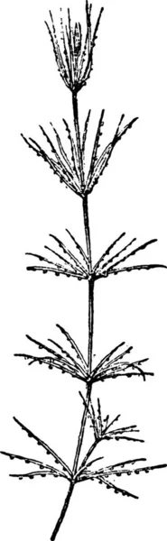 Chara Ilustração Gravada Vintage Dicionário Palavras Coisas Larive Fleury 1895 — Vetor de Stock