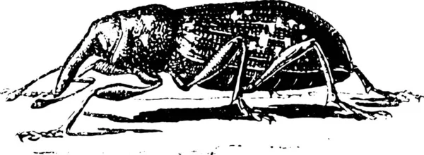 ゾウムシ Hylesinus Abietis ビンテージの刻まれたイラスト Larive フルーリ 1895年 — ストックベクタ