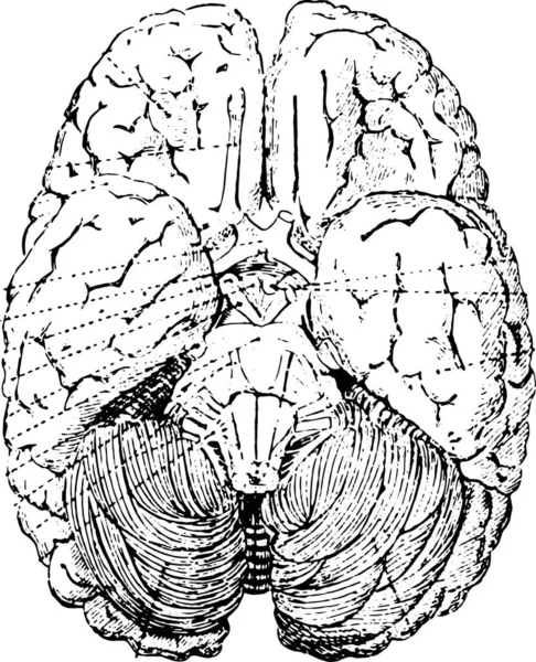 Mozek Člověk Anatomie Ilustrace Vektor Bílém Pozadí — Stockový vektor