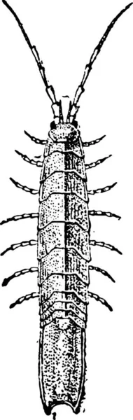 Ancienne Illustration Gravée Idotea Isolé Sur Fond Blanc Dictionnaire Des — Image vectorielle