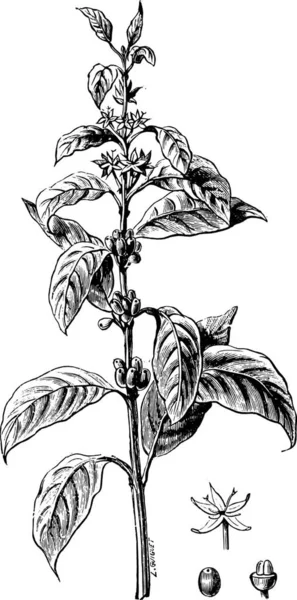 小枝の花コーヒーやフルーツ ビンテージの刻まれた図 産業百科事典 1875 — ストックベクタ