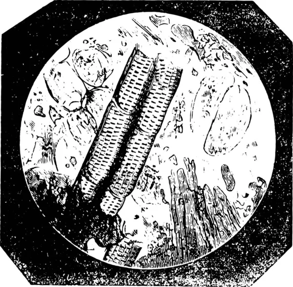 Chicorée Pure Avec Grandes Cellules Des Vaisseaux Rayés Illustration Gravée — Image vectorielle