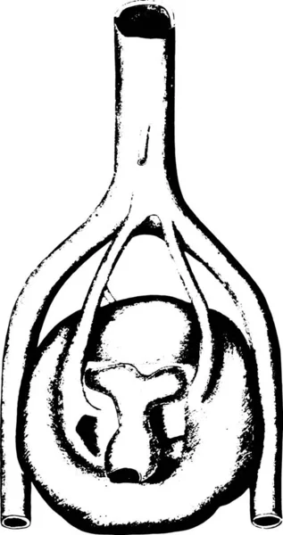 Ilustración Vectorial Vaso Agua — Archivo Imágenes Vectoriales