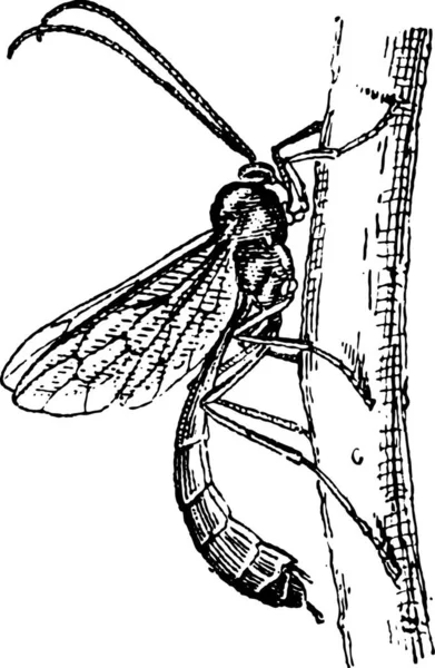 Vecchia Illustrazione Incisa Ichneumon Wasp Ichneumon Scorpion Wasp Ichneumon Fly — Vettoriale Stock