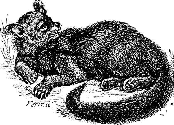 Ilustração Gravada Velha Binturong Arctictis Binturong Bearcat Asiático Bearcat Palawan —  Vetores de Stock