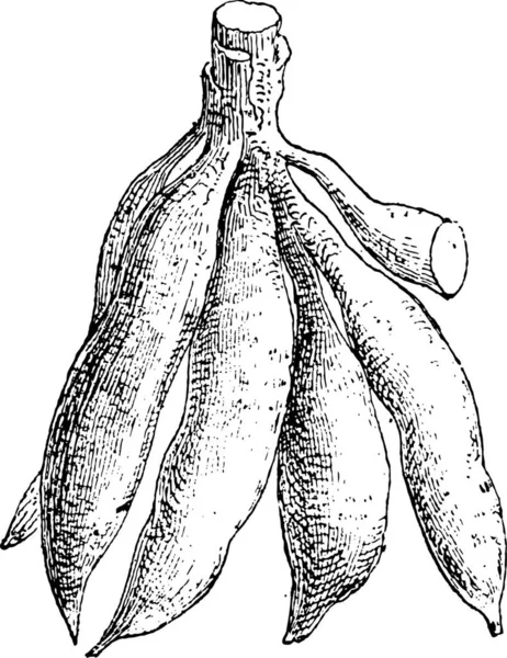 Cassava Manihot Esculenta Mostrando Tubérculo Vintage Gravada Ilustração Dicionário Palavras — Vetor de Stock
