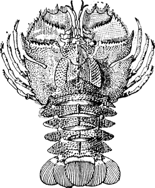 Ancienne Illustration Gravée Ibacus Ibacus Novemdentatus Isolés Sur Fond Blanc — Image vectorielle