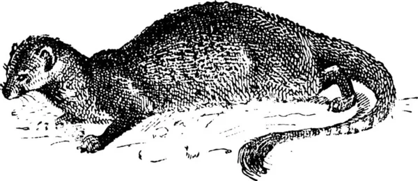 Mongoose Herpestidae Винтажная Завидная Иллюстрация Словарь Слов Вещей Ларив Флери — стоковый вектор