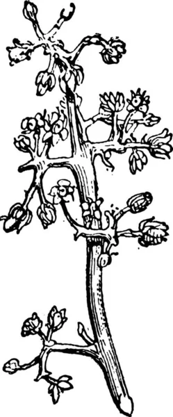 芒果或芒果 显示花序 复古刻的插图 单词和事 Larive 和弗洛瑞 1895年的字典 — 图库矢量图片