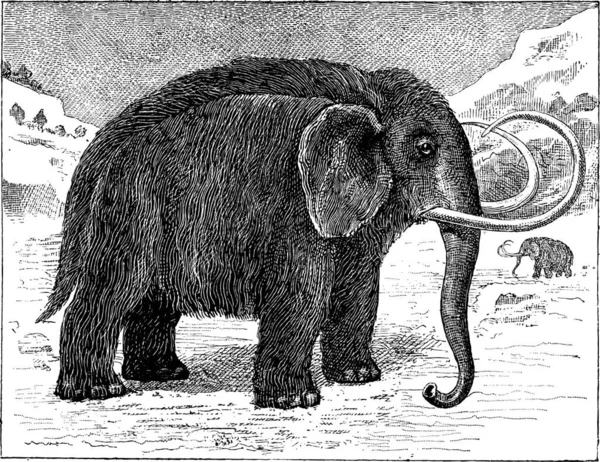 Mamute Mammuthus Ilustração Gravada Vintage Dicionário Palavras Coisas Larive Fleury — Vetor de Stock