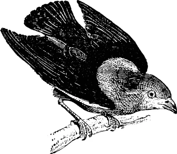 马纳金或 Pipridae 复古刻的插图 单词和事 Larive 和弗洛瑞 1895年的字典 — 图库矢量图片