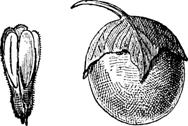 Mandrake Lub Mandragora Wyświetlono Kwiat Lewej Owoce Prawej Vintage Grawerowane — Wektor stockowy