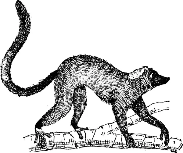 Lemur Nebo Lemur Vinobraní Ryté Ilustrace Slovník Slov Věcí Larive — Stockový vektor