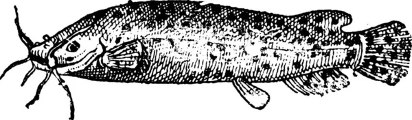 Pesce Gatto Elettrico Malapterurus Illustrazione Incisa Epoca Dizionario Delle Parole — Vettoriale Stock