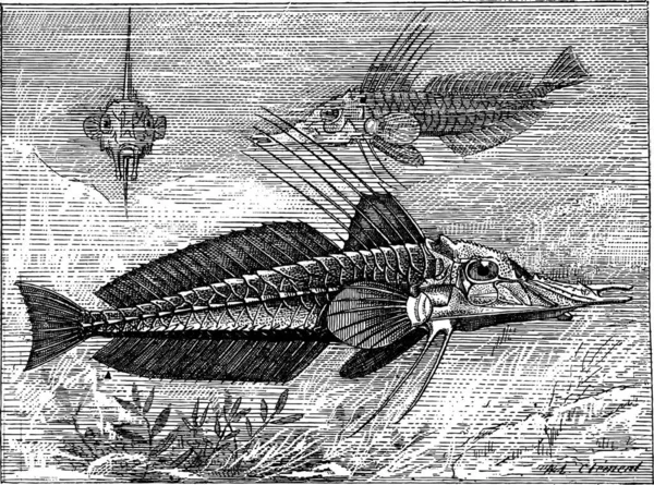 Gepanzerte Searobin Oder Peristediidae Vintage Gravierte Illustration Wörterbuch Der Wörter — Stockvektor